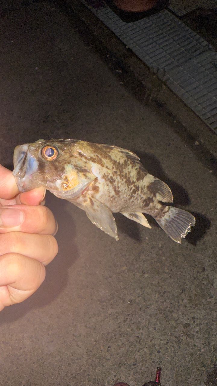 メバル