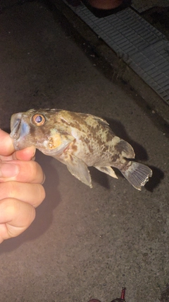 メバルの釣果