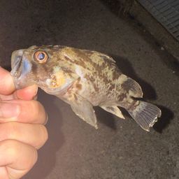 メバル