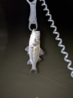 セイゴ(マルスズキ)の釣果