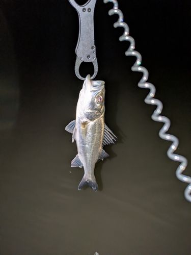 セイゴ（マルスズキ）の釣果