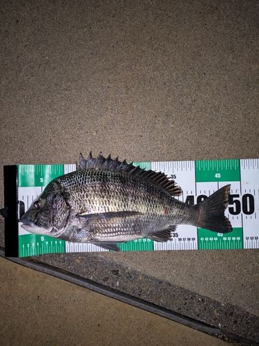 クロダイの釣果