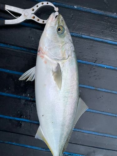 ツバスの釣果