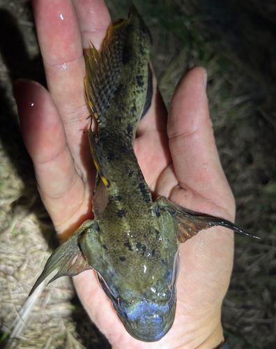 ハゼの釣果