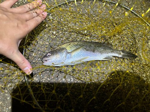 ニベの釣果