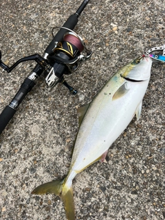ハマチの釣果