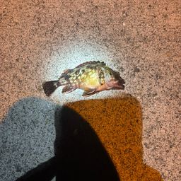 カサゴ