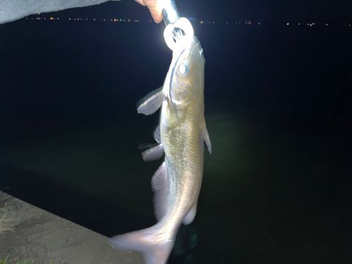 アメリカナマズの釣果