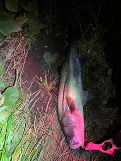 スズキの釣果