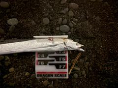 タチウオの釣果