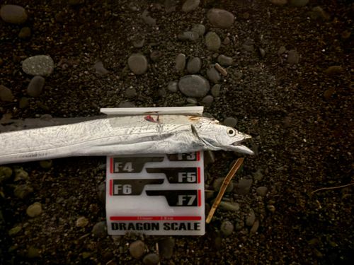 タチウオの釣果