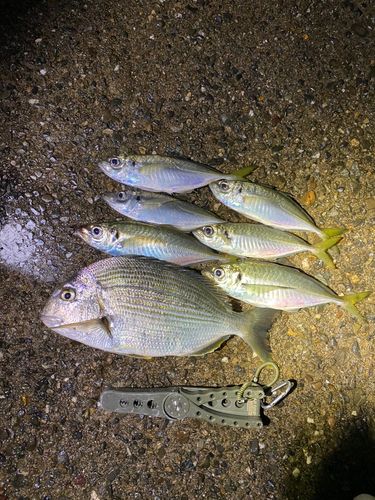 アジの釣果