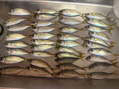 駿河湾