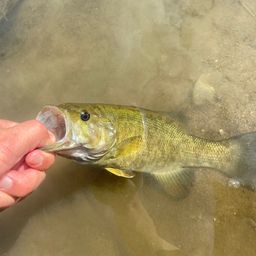 スモールマウスバス