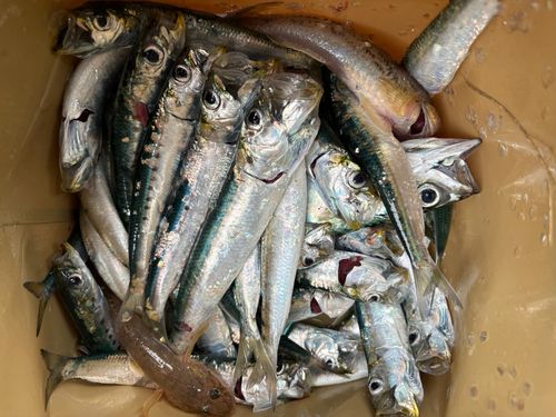イワシの釣果