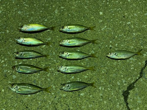 アジの釣果