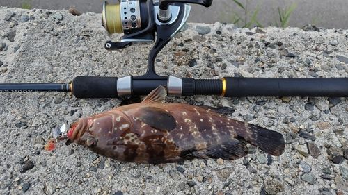 キジハタの釣果