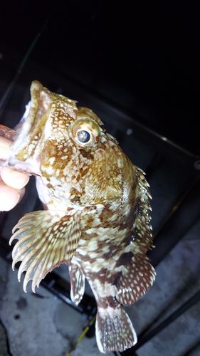 アラカブの釣果