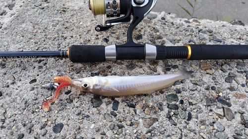 キスの釣果