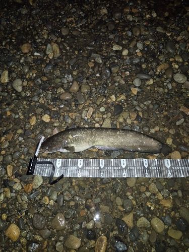 ナマズの釣果