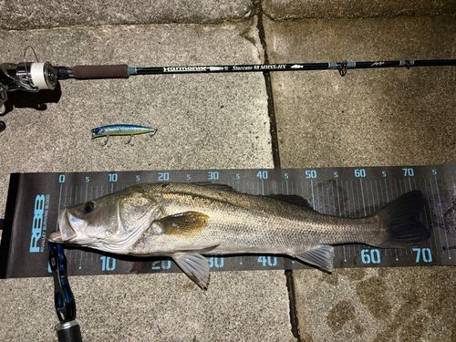シーバスの釣果