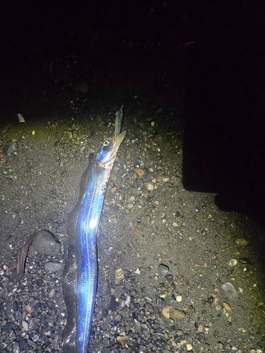 タチウオの釣果