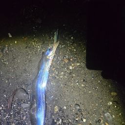 タチウオ