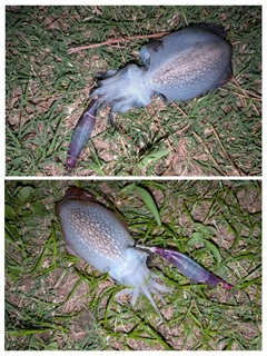 シリヤケイカの釣果