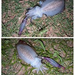 シリヤケイカ