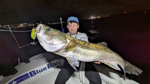 シーバスの釣果