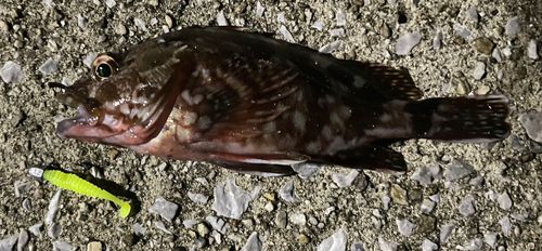 カサゴの釣果