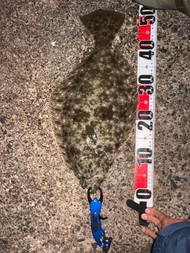 ヒラメの釣果