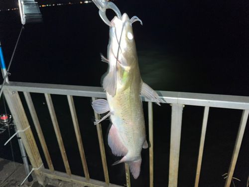 アメリカナマズの釣果