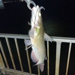 アメリカナマズ