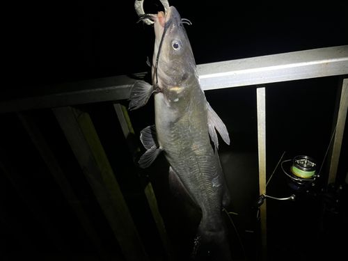 アメリカナマズの釣果