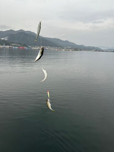サバの釣果