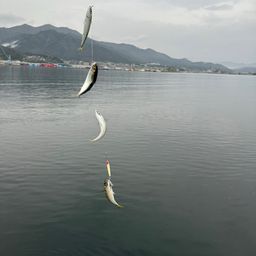 サバ