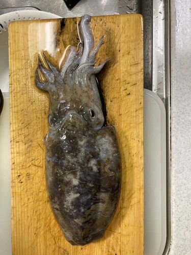 コウイカの釣果