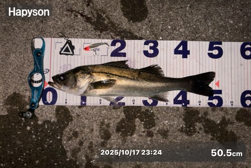 シーバスの釣果