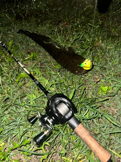 マナマズの釣果