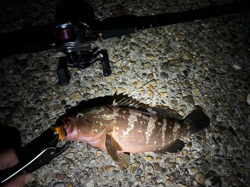 キジハタの釣果