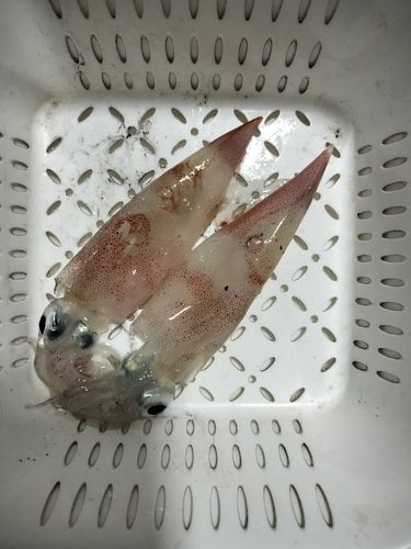 釜石湾