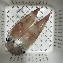 ヤリイカ