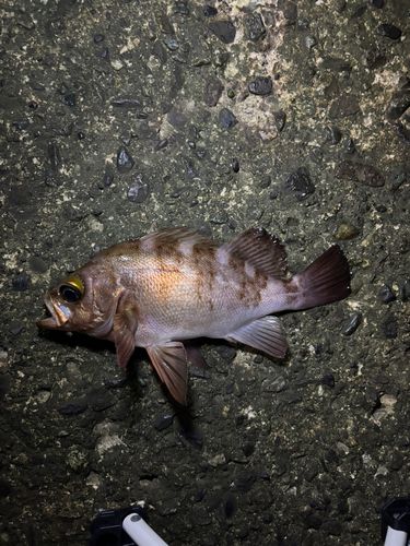 メバルの釣果