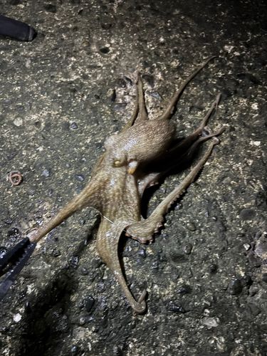 タコの釣果