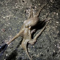 タコ