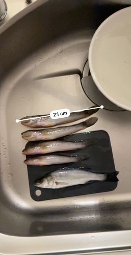 ハゼの釣果