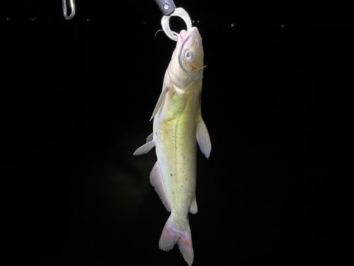 アメリカナマズの釣果