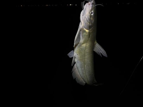 アメリカナマズの釣果