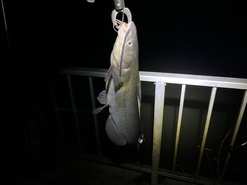 アメリカナマズの釣果